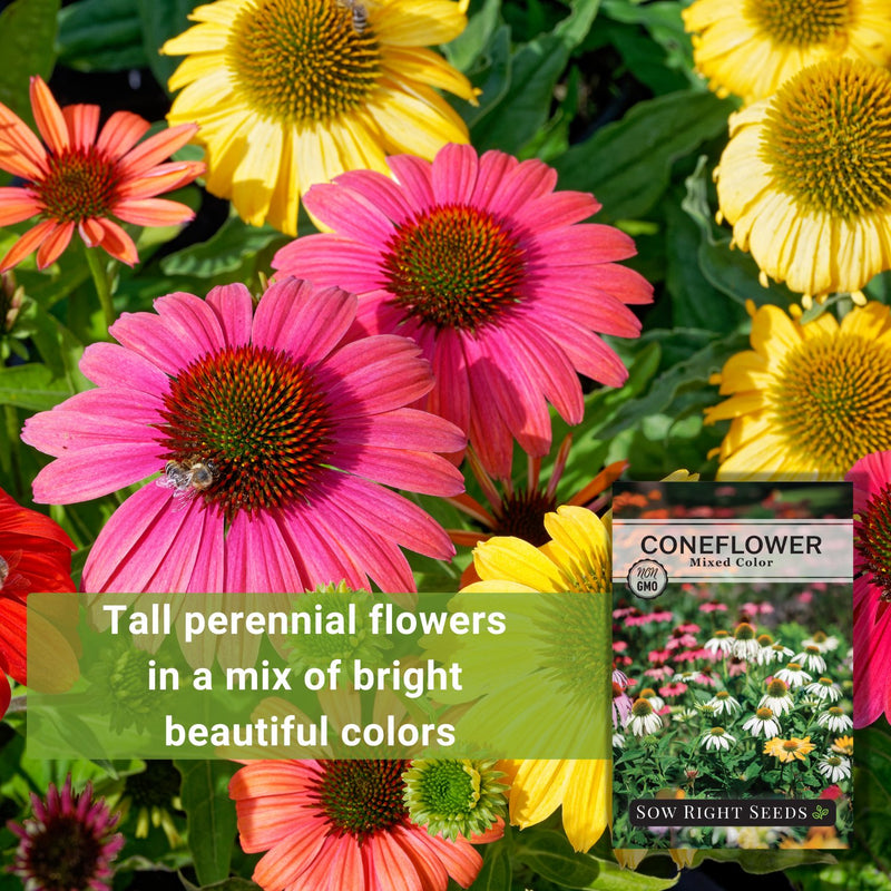 mixed color coneflower seeds tall perennial flowers in a mix of bright beautiful colors
