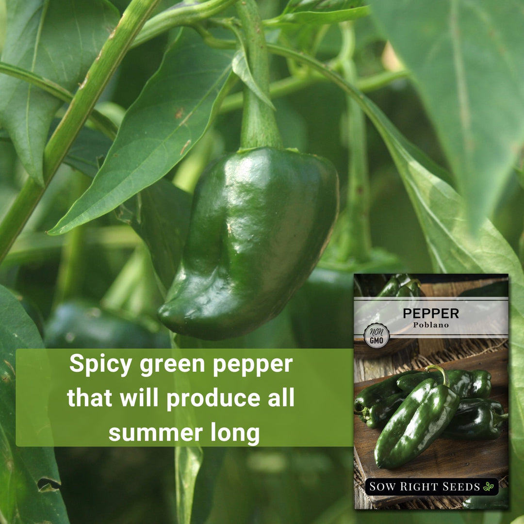 planting poblano pepper seeds Poblano Pepper Seeds