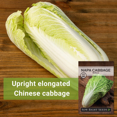 hilton napa cabbage seeds upright elongated chinese cabbage