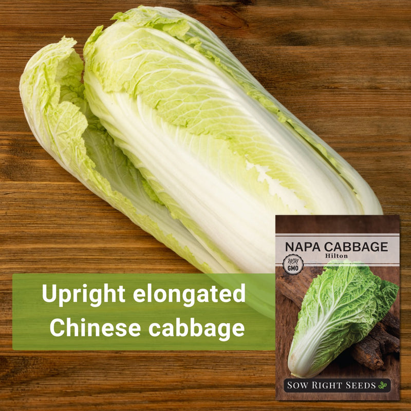 hilton napa cabbage seeds upright elongated chinese cabbage