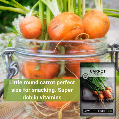 parisian carrot little round carrot perfect size for snacking, super rich in vitamins