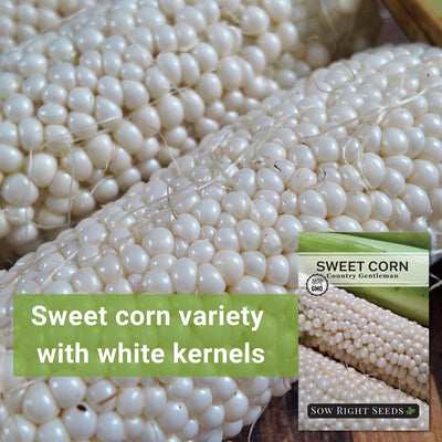 country gentleman sweet corn seeds sweet corn variety with white kernels