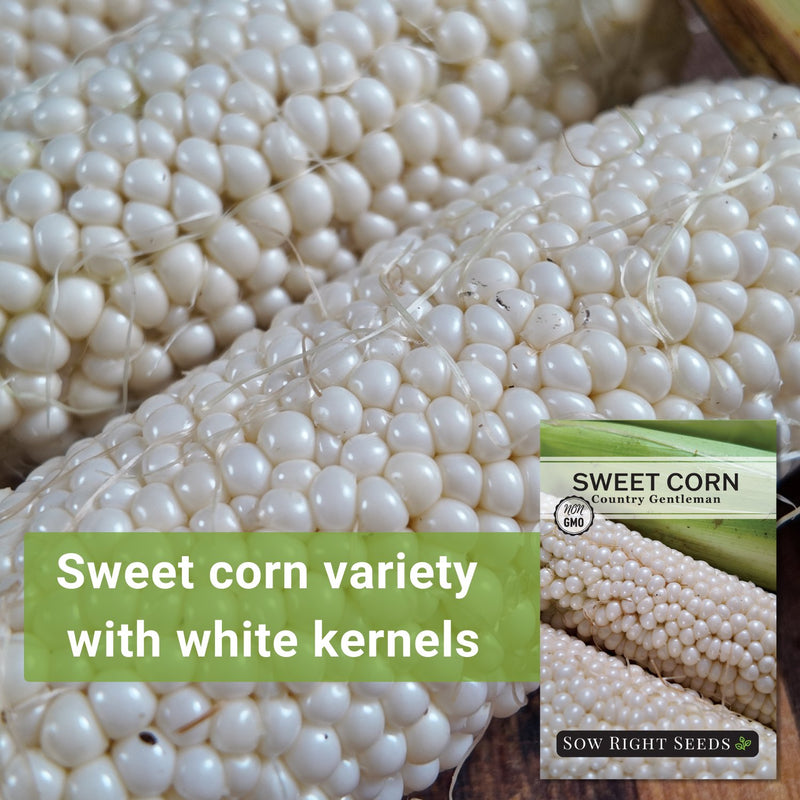 country gentleman sweet corn seeds sweet corn variety with white kernels