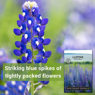 wild blue lupine seeds striking blue spikes of tightly packed flowers