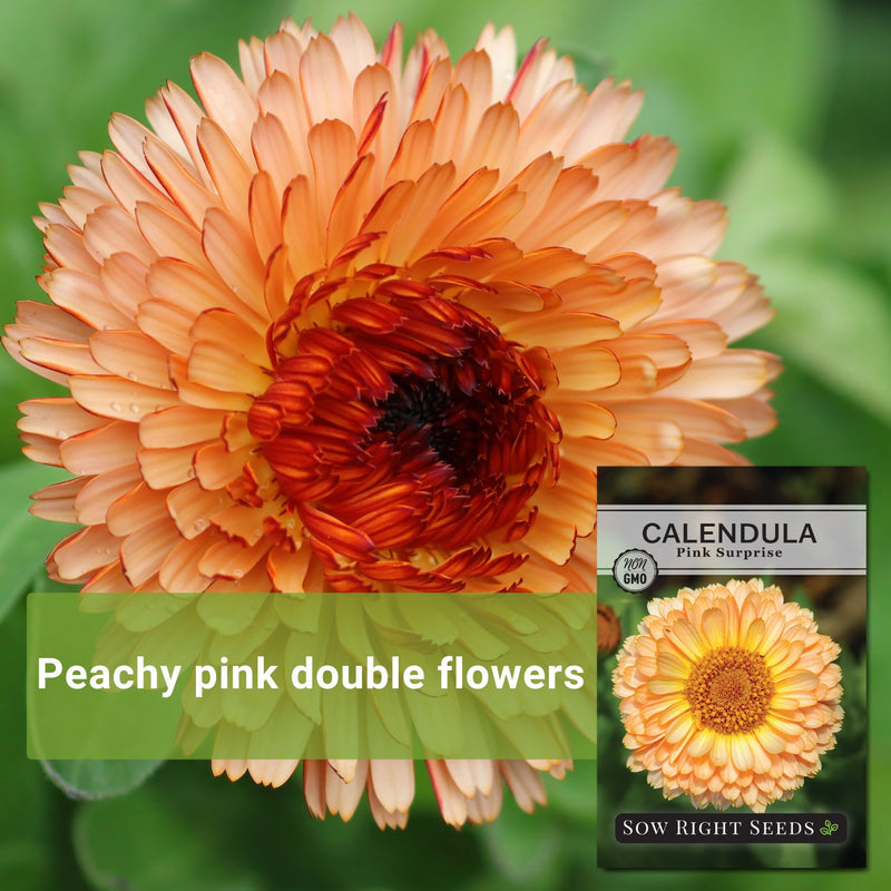 pink surprise calendula seeds peachy pink double flowers