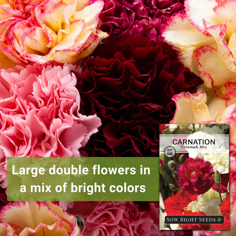 triumph mix carnation seeds large double flowers in a mix of bright colors