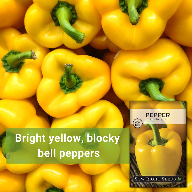 sunbright pepper bright yellow, block bell peppers