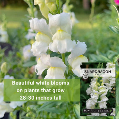 white snapdragon seeds beautiful white blooms on plants that grow 28-30 inches tall