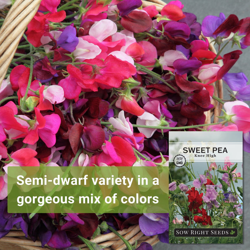 knee high sweet pea seeds semi-dwarf variety in a gorgeous mix of colors
