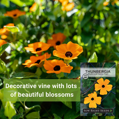 Black Eyed Susan Vine Thunbergia Seeds