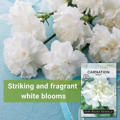 white carnation seeds striking and fragrant white blooms