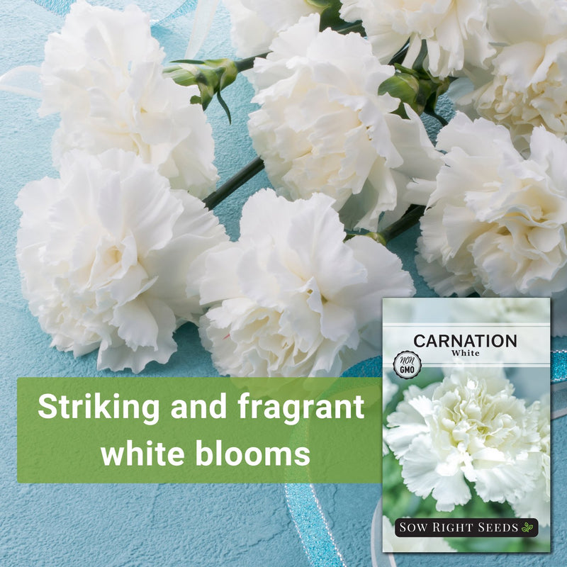 white carnation seeds striking and fragrant white blooms