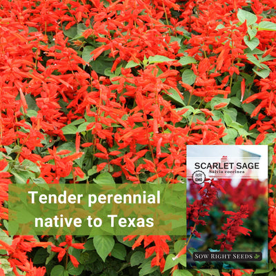 Scarlet Sage Seeds