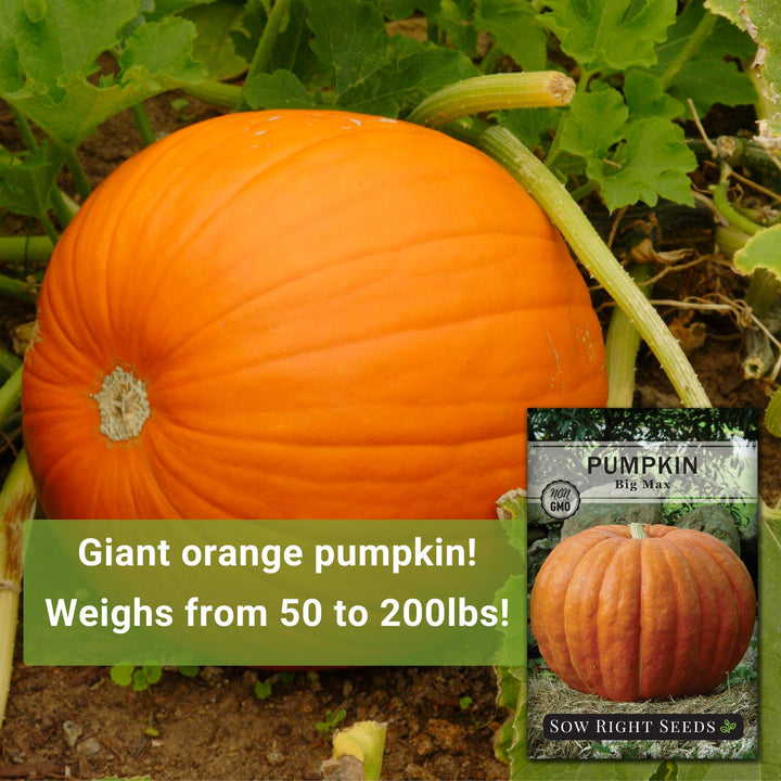 planting big max pumpkin seeds Big Max Pumpkin Seeds for Planting