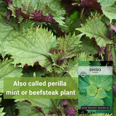 Green Shiso Seeds