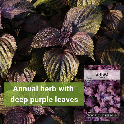 Purple Shiso Seeds