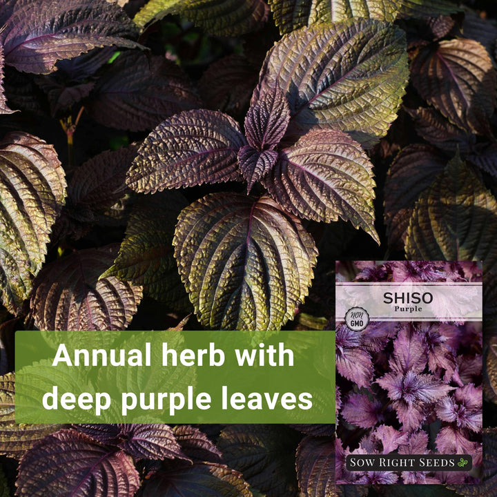 planting shiso seeds Purple Shiso Seeds
