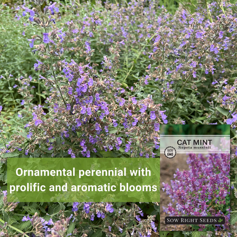 Cat Mint Seeds