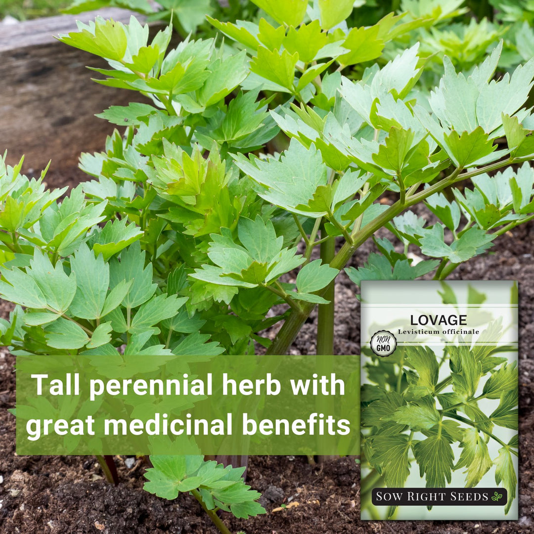 planting lovage seeds Lovage Seeds