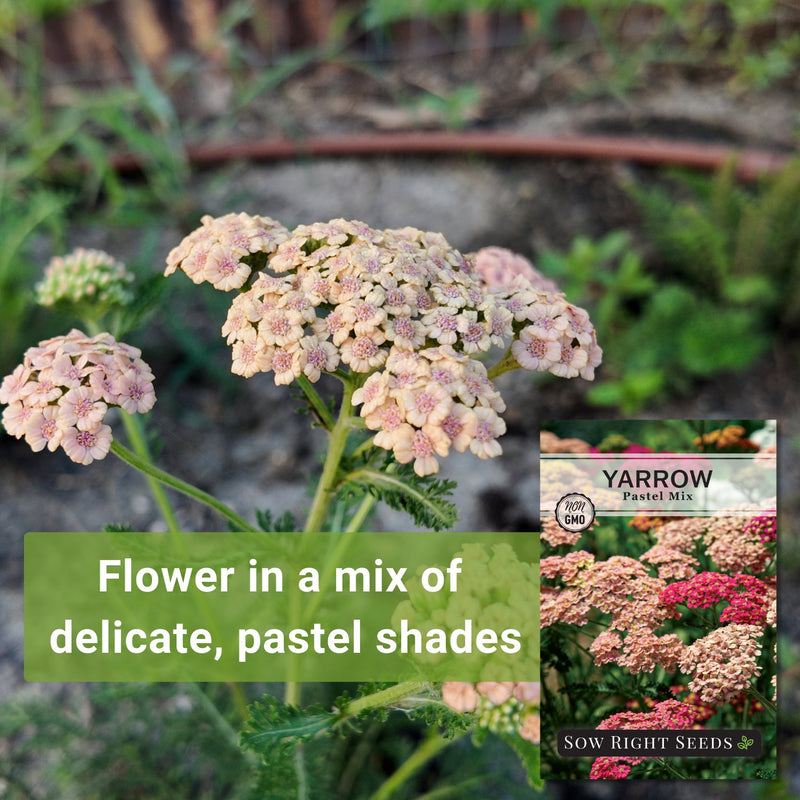 pastel mix yarrow seeds flower in a mix of delicate pastel shades
