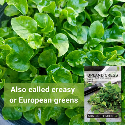 upland cress seeds also called creasy or European greens