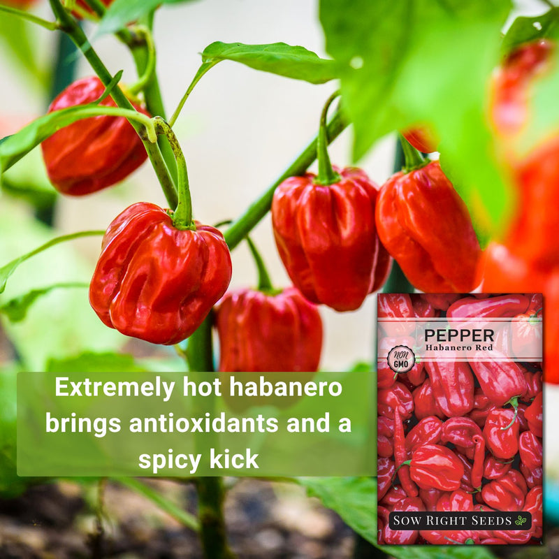 habanero red pepper extremely hot habanero brings antioxidants and a spicy kick