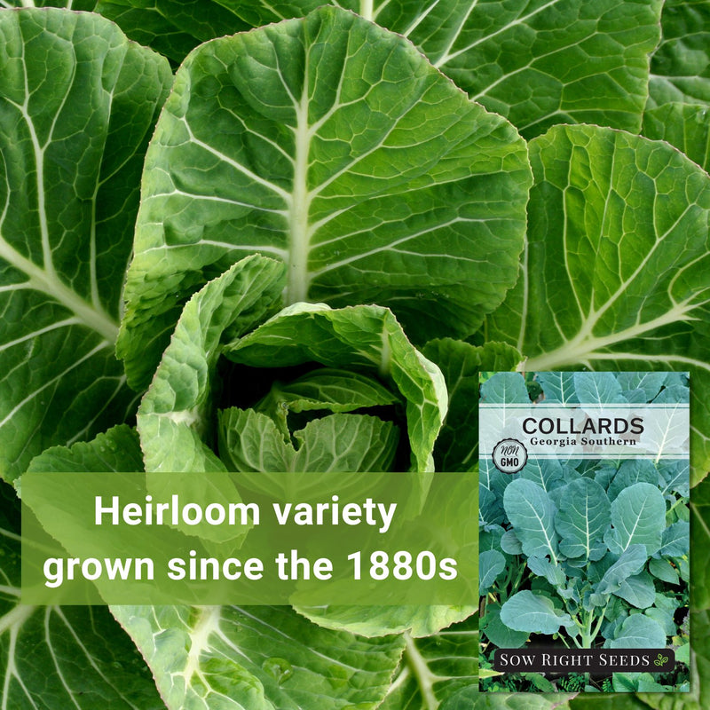 georgia southern collards seeds heirloom variety since the 1880s