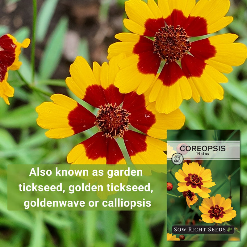 plains coreopsis seeds also known as garden tickseed golden tickseed goldenwave or calliopsis
