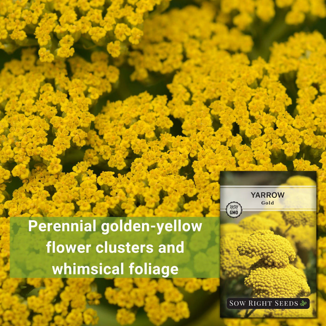 golden flower seeds Gold Yarrow