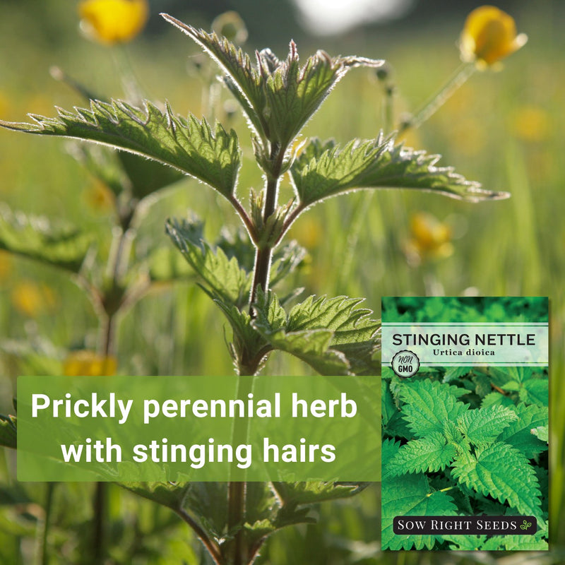 planting nettle seeds Stinging Nettle Seeds