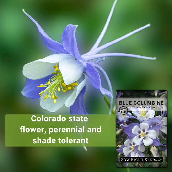 colorado columbine flower seeds Sow Right Seeds