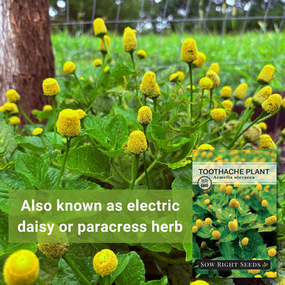 Toothache Plant Seeds