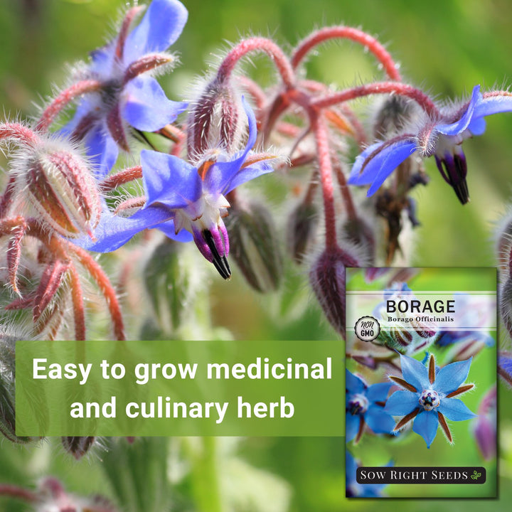 Borage Seeds