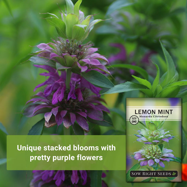 planting lemon mint seeds Lemon Mint Seeds for Planting