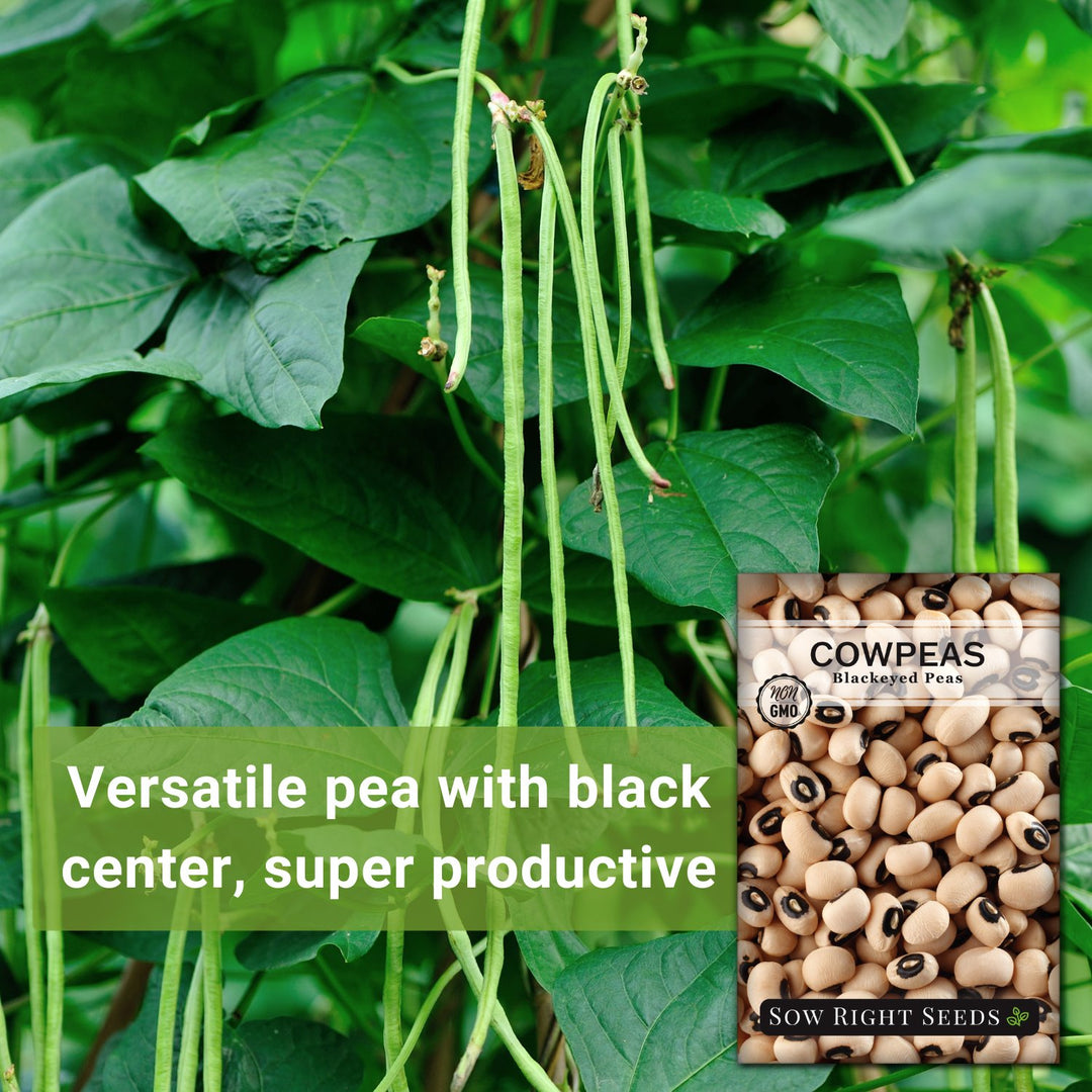 black eyed pea seeds planting Black-Eyed Cowpea Seeds for Planting