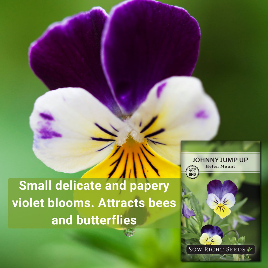 johnny jump up flower seeds Johnny Jump-Up Violet