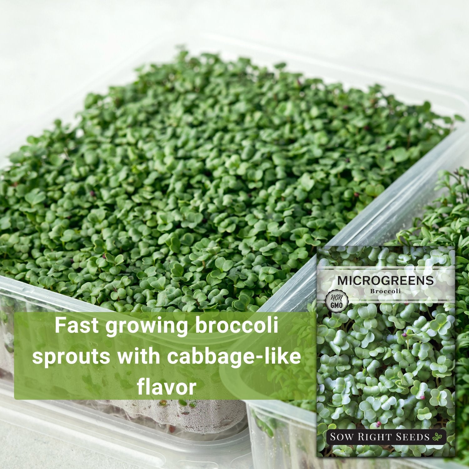 18+ Microgreen Broccoli Seeds Broccoli Microgreen Seeds for Sprouting | Easy to Grow Anytime – Sow