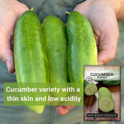 muncher cucumber seeds cucumber variety with a thin skin and low acidity