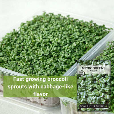 broccoli microgreens fast growing broccoli sprouts with cabbage-like flavor