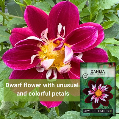 collarette dandy dahlia seeds dwarf flower with unusual and colorful petals