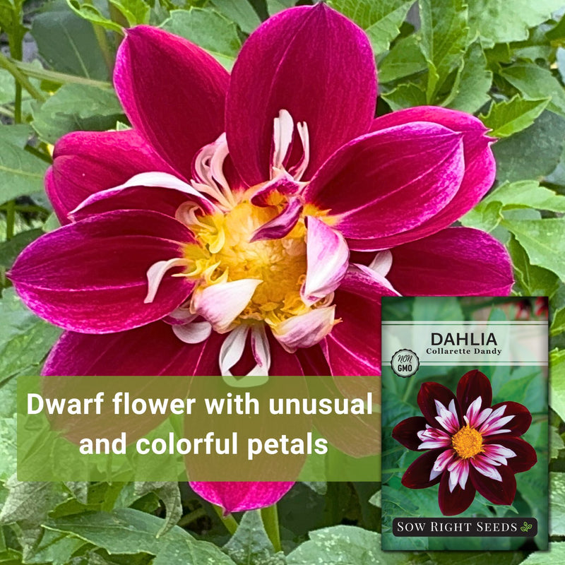 collarette dandy dahlia seeds dwarf flower with unusual and colorful petals