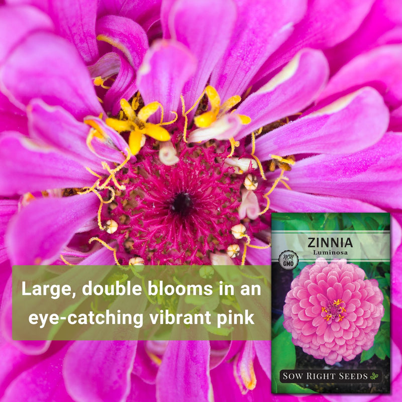 luminosa zinnia seeds large double blooms in an eye-catching vibrant pink