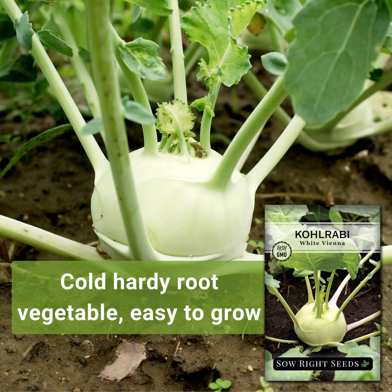 white vienna kohlrabi cold hardy root vegetable, easy to grow