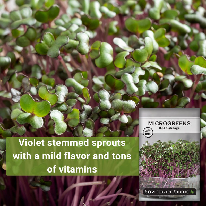 red cabbage microgreens violet stemmed sprouts with a mild flavor and tons of vitamins