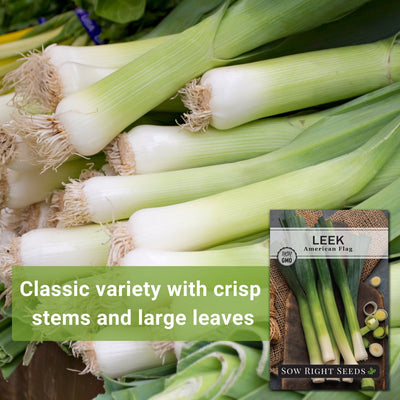 american flag leek seeds classic variety with crisp stems and large leaves
