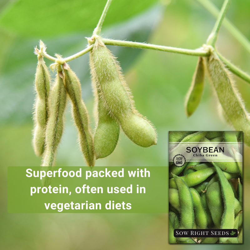 chiba green soybean superfood packed with protein, often used in vegetarian diets