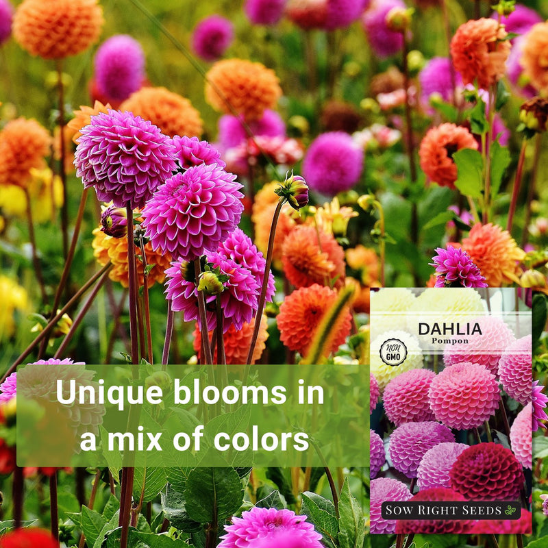pompon dahlia seeds unique blooms in a mix of colors