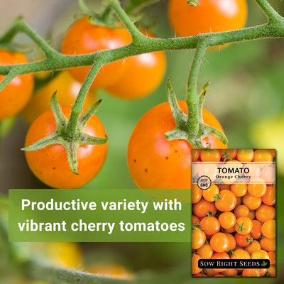 orange cherry tomato seed packet includes productive variety with vibrant cherry tomatoes