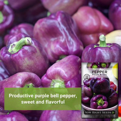 purple beauty pepper productive bell pepper sweet and flavorful