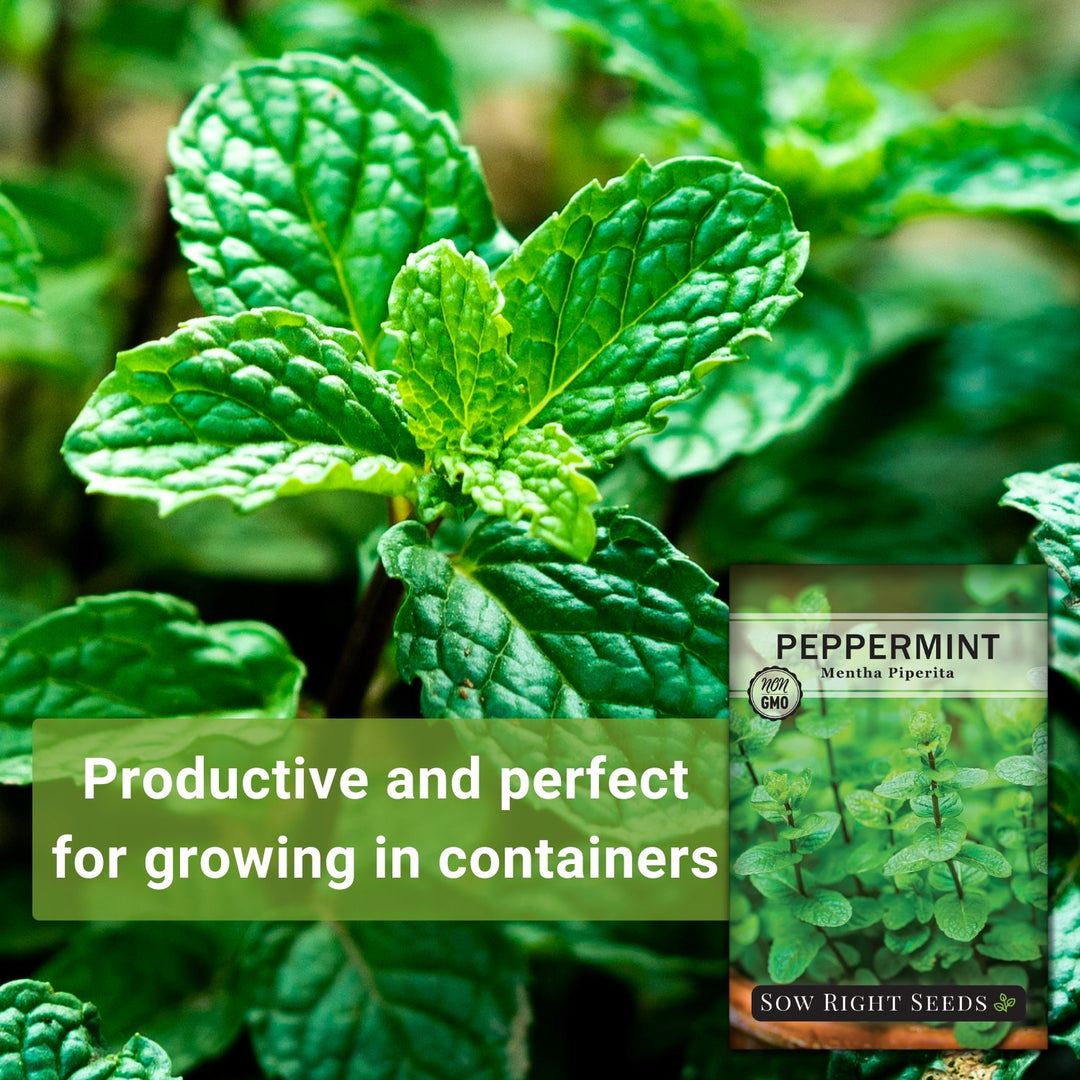 plant peppermint seeds Sow Right Seeds - Peppermint Seeds for Planting - Non-GMO Heirloom Seeds